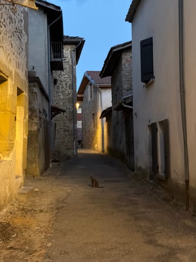 The image depicts a narrow, cobbled alleyway in the medieval village of Saint-Antoine-l'Abbaye, France. The scene is illuminated by artificial streetlights casting a warm glow on the stone buildings lining the street, which are characteristic of traditional French architecture. The buildings feature rough-hewn stone facades, wooden doors, and some have balconies and visible roof tiles. The sky above is a deep blue, indicating it is either dusk or early evening. A solitary ginger cat is positioned in the middle of the alley, facing away from the viewer and appearing to be walking away. The ground is a mix of gravel and pavement. The overall impression is one of a quiet, historic European village street at twilight.
