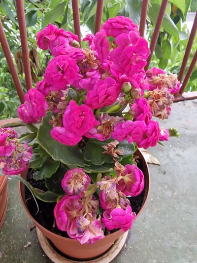 In Wieruszów, Poland, a pot of vibrant pink Kalanchoe flowers sits on a textured, light green concrete surface. The pot is a reddish-brown terracotta, with a lighter brown saucer underneath. The flowers are the main subject, with multiple clusters of double-petaled blooms in various stages of development. Some flowers are fully open, revealing their layered petals, while others are still buds. Interspersed among the pink blossoms are dried, brown flowers, indicating the plant's life cycle. The plant has thick, green leaves with scalloped edges. In the background, a reddish-brown metal railing runs vertically, and behind that, lush green foliage and leaves are visible, suggesting an outdoor setting with natural light. The scene is a close-up, focused on the potted plant.