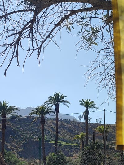 This media file captures a scenic view from Santa Lucía de Tirajana, Spain, likely on a bright, clear day, judging by the luminous sky. The scene is dominated by a variety of palm trees, some tall and mature, others shorter and bushier, set against a backdrop of a terraced hillside. The hillside is densely covered with green vegetation, indicating agricultural activity or natural growth. In the distance, rolling hills fade into a hazy mountain range under the pale blue sky.
In the foreground, a wire fence partially obscures the view, suggesting the vantage point is from a property or public area. A thick, bare tree branch frames the top of the image, its intricate network of twigs creating a natural canopy against the sky. To the right, a vibrant yellow structure, possibly a wall or railing, adds a bold splash of color to the composition. The overall impression is one of a serene, rural landscape bathed in natural light, with the varied textures of the trees and the terraced hills providing visual interest. The lack of people suggests a quiet, tranquil moment in this Spanish locale.