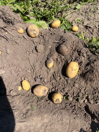 In the city of Sadovo, Bulgaria, on a sunny day, a collection of freshly dug potatoes lies scattered across a mound of dark, loamy soil. The potatoes, varying in size and covered in a light dusting of dirt, are the primary focus of the image. Some are oval-shaped, while others are more round. The soil is textured with small stones and visible roots, indicating the recent harvesting process. Green potato plant leaves and stems are visible at the top and in scattered locations around the potatoes, suggesting the plants were just pulled from the ground. The overall impression is one of agricultural bounty in a rural setting.