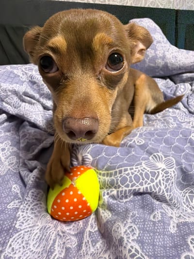 A small brown dog with large dark eyes and prominent ears lies on a purple blanket with a white lace pattern. The dog is facing the camera, with its head slightly tilted. A small, multi-colored ball, primarily orange and yellow with white polka dots, rests on the blanket near the dog's front paws. The dog appears to have a small amount of yellow material around its nose. The background is dark and out of focus. There is no information in the image to suggest the location is Kandalaksha, Russia.