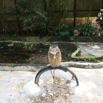 In Bandar Baru, Indonesia, a perched owl with closed eyes sits on a tire, its feathers a mixture of brown, black, and white. The owl is suspended by a red and black cord attached to a metal frame. In the background, lush green foliage and a wooden fence suggest an outdoor enclosure, possibly a zoo or wildlife sanctuary. A murky pool of water lies in the foreground, surrounded by moss-covered concrete structures. The ground is a mix of concrete and scattered debris. The scene appears calm and still.