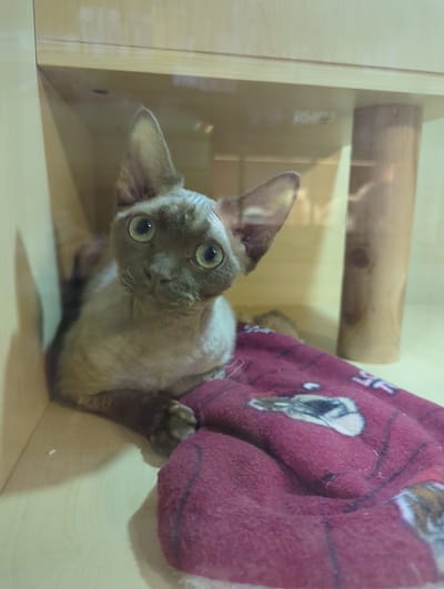 An adult, short-haired, fawn-colored cat with large, green eyes and prominent ears is lying on a burgundy blanket. The cat is positioned within a shelving unit made of light-colored wood. The background shows wooden shelves and a cylindrical wooden support. The cat's expression is alert and its body is relaxed, partially covered by the blanket. The scene appears to be indoors. The location is Xishan District, China.