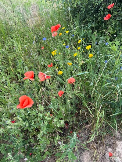 A field of wild poppies and other wildflowers in Kołczewo, Poland. The scene is dominated by lush green vegetation and a variety of colorful blooms, primarily red poppies, with interspersed yellow and blue wildflowers. The ground appears to be unpaved, suggesting a rural or natural setting. There are no people or animals visible in the frame. The overall impression is one of natural beauty and untamed flora.