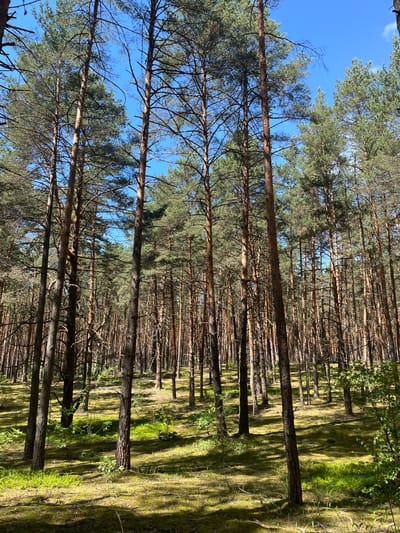 This is a vertical, eye-level, medium shot photograph of a pine forest on a sunny day. The tall, slender trunks of numerous pine trees dominate the scene, stretching upwards to a bright blue sky dotted with a few wispy clouds. The trees are densely packed, creating a sense of depth and perspective. Sunlight filters through the branches, casting dappled shadows on the forest floor, which is covered in green moss and patches of dry pine needles. Some undergrowth, consisting of small green plants and shrubs, is visible between the trees. The overall impression is one of a natural, serene forest environment. The image was taken in the city of Priluki, Russia. There are no people or animals visible in the photograph.