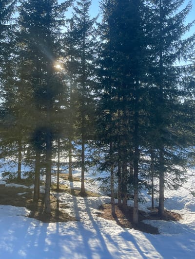 The image depicts a winter landscape in Palež, Montenegro. A dense stand of coniferous trees, likely spruce or fir, occupies the majority of the frame, extending from the foreground into the midground. The trees are tall with dark green foliage, and sunlight penetrates the canopy from the upper left, creating a prominent sunburst effect. The ground is partially covered in white snow, with significant patches of exposed brown earth and dry vegetation visible, particularly on the gentle slope between the tree bases. Long, sharp shadows from the trees are cast across the snow-covered terrain towards the lower right and foreground. The sky, visible through and above the tree canopy, is clear and blue. No individuals or animals are present.