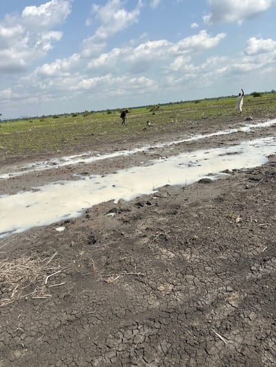 The image depicts a rural agricultural scene in Lau, Nigeria, under a partly cloudy sky, suggesting it is daytime. The foreground is dominated by cracked, dry earth, with a narrow, milky-colored puddle running through it. This puddle appears to be a source of water in the arid environment. To the left of the puddle, a strip of green vegetation suggests the presence of crops or a less dry area of land.

In the middle ground, a white bird, possibly an egret or heron, stands in the vegetation, its long neck extended. Further into the field, a dark figure, potentially another bird or a small animal, is visible. The background showcases a vast expanse of green fields stretching towards a hazy horizon, typical of farmland. The sky above is a blend of blue and white, with fluffy cumulus clouds scattered across it.

The overall impression is one of a harsh, dry climate, punctuated by small areas of moisture and life. The presence of the birds suggests a natural habitat that can sustain wildlife despite the dry conditions. The cracked earth is a strong indicator of drought or a dry season. The scene is peaceful, with no human activity directly visible in the frame. The image captures a moment in the daily life of the Nigerian landscape, highlighting the interplay between water, earth, and wildlife.