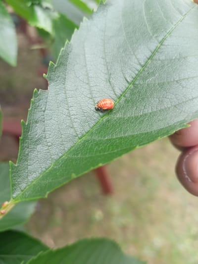 The image shows a close-up of a bright orange ladybug larva on a green leaf. The larva is elongated and segmented, with black markings on its back. It is positioned slightly off-center on the leaf, which has a prominent vein running down the middle and a serrated edge. A blurred human finger is visible in the lower right corner of the image, touching the edge of the leaf. The background is out of focus and appears to be an outdoor environment with green foliage and possibly some soil or grass. The image does not contain any specific information that would allow for its location to be identified as Grudziądz, Poland.