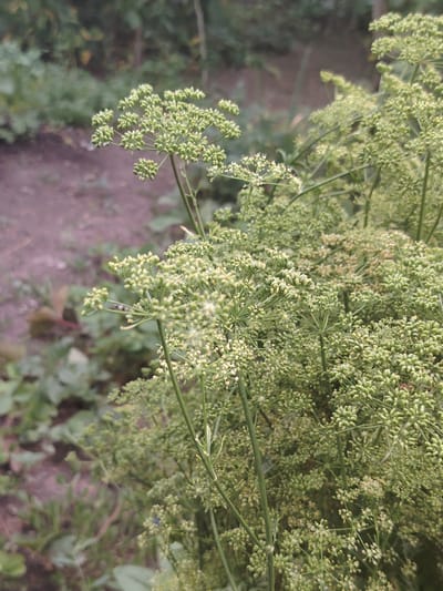 A close-up, vertical shot captures the intricate details of a flowering dill plant with clusters of tiny green flower buds and some open white flowers. The plant's delicate, feathery stems and umbel-shaped flower heads dominate the foreground, creating a soft, blurred texture. In the background, out-of-focus elements suggest a garden setting with soil and other foliage. The overall lighting is diffused, creating a gentle, natural ambiance.