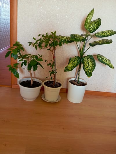 Three potted plants are arranged on a wooden floor next to a wall with textured wallpaper. The plant on the left has green leaves and a brown stem in a white pot. The middle plant is a taller, slender plant with green leaves on thin branches, supported by a thin stake, in a white pot with a saucer. The plant on the right is the largest, with broad, variegated green and yellow leaves, in a white pot. To the left of the plants is a wooden door frame. The overall scene depicts an indoor setting, likely a residential space. There is no indication of the city of Temryuk, Russia.