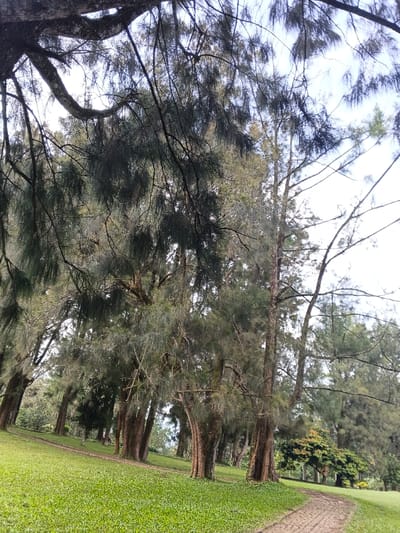 The image displays a park-like landscape within Masulog, Philippines, under a bright, likely overcast, sky. Dominating the scene are numerous tall trees, characterized by slender, dark-barked trunks and dense, drooping, needle-like green foliage, consistent with Casuarina species. A well-maintained, bright green grassy slope covers the foreground and midground, ascending gently towards the background. A light-colored, textured pathway, possibly paved with a repeating pattern, curves from the lower right of the frame, ascending towards the center-right background. Denser tree growth is visible further in the background, particularly on the left side. No individuals, animals, or artificial structures are present within the frame. The scene is illuminated by natural daylight.