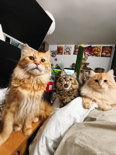 Three long-haired cats are positioned on a bed or similar soft surface. In the foreground, an orange tabby cat is facing the camera, its mouth slightly open. To its right, another orange tabby cat is also looking at the camera. In the middle ground, a brown tabby cat is visible with its mouth wide open as if meowing or yawning. The cats are in an indoor setting with a wall decorated with framed pictures of cat characters behind them. A large black monitor is visible on the left side of the frame. The location is not specified as Morąg, Poland.