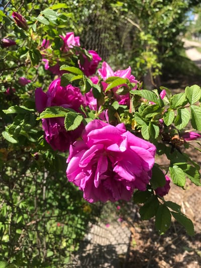 The image showcases a cluster of vibrant pink flowers, possibly roses, surrounded by green leaves. The setting appears to be outdoors, within a garden or natural environment, characterized by abundant greenery. The lighting is bright, suggesting a sunny day. There is no indication of people, actions, or interactions within the visible frame. There is no additional evidence suggesting a location in Petrykiv, Ukraine.