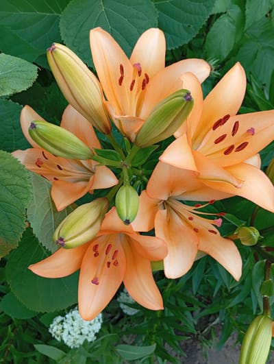 A close-up, overhead shot features a cluster of blooming orange lilies with dark brown stamens. Several green lily buds are interspersed among the open flowers, some tipped with purple. The lilies are surrounded by lush, green foliage and a few small white flowers are visible in the background. The scene appears to be an outdoor garden.