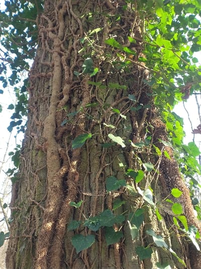 A vertical photograph depicts the trunk of a mature tree in Weiler-la-Tour, Luxembourg, heavily covered by common ivy (Hedera helix). The deeply furrowed, grayish-brown bark of the tree is largely obscured by a dense, intertwining network of thick, woody ivy stems, which are brown and tightly adhered to the trunk. Numerous dark green, lobed ivy leaves are visible, primarily concentrated on the right side of the trunk and scattered elsewhere. Some leaves exhibit a brighter green coloration, indicative of direct sunlight exposure. The scene is illuminated by natural daylight. Blurred background elements suggest the presence of sky and additional distant foliage. No human figures, animals, or artificial objects are present in the frame.