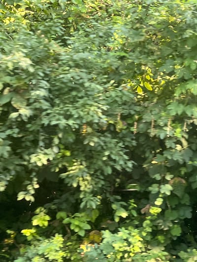 This is a high-angle, full shot image of dense green foliage. The image appears to be taken from a moving vehicle due to the motion blur. Sunlight filters through the leaves, creating bright highlights and deep shadows, suggesting it is daytime. The foliage consists of numerous leaves of varying shades of green, some appearing lighter and more yellow from the direct sunlight. There are no discernable people, animals, or man-made objects visible in the image. The environment is natural, consisting solely of vegetation. The location is confirmed as Pietrăria, Romania.