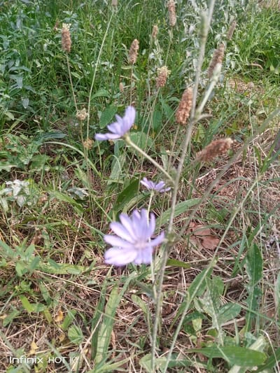 The image is a close-up, eye-level outdoor shot of wild vegetation. In the foreground, two pale purple flowers with thin petals are in focus, with one being more prominent than the other. Behind the flowers, the scene is filled with various green plants, tall dry grasses, and some brown seed pods. The ground is covered with dry leaves and grass. The lighting appears to be natural sunlight, casting a slightly warm tone over the scene. There are no people or man-made objects visible, except for a watermark at the bottom left corner that reads "Infinix HOT 10". The scene depicts a natural, uncultivated area.