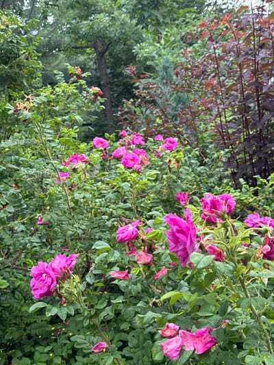 A close-up, eye-level shot of lush, pink roses and dense green foliage is presented. The roses are vibrant and varied in their stage of bloom, with some fully open and others still budding or wilting. The background is a blur of greenery, suggesting a naturalistic garden setting. The image is taken outdoors in a garden, likely in a temperate climate, as indicated by the blooming roses and the leafy plants. The overall impression is one of natural beauty and abundance. There are no people or animals visible in the image. The location is identified as Газета Труд Снт, Russia.