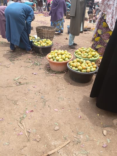 In Tilde, Nigeria, a bustling market scene unfolds on a dirt ground. Three large plastic buckets are overflowing with ripe, yellow-green mangoes, indicating a recent harvest or a busy trading day. A large wicker basket, possibly for carrying produce or for display, sits nearby. Several individuals are visible, their attire suggesting a common cultural dress code. One person, dressed in a blue abaya, is bent over, possibly attending to the mangoes. Another person, wearing a grey robe and light blue trousers, stands to the right of the scene. A woman in a vibrantly patterned dress also stands to the right, partially obscuring a black garment. The ground is strewn with dry leaves and scattered pink and purple flower petals, suggesting the natural environment and the presence of other produce. The overall impression is of a lively, open-air market where fresh fruits are being sold.
