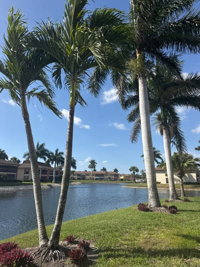 The image depicts a bright, sunny daytime scene in Lely, United States of America, overlooking a tranquil body of water. In the foreground, a manicured grassy slope occupies the lower portion of the frame, with clusters of reddish-purple foliage plants at the base of two prominent palm trees on the left. These palm trees feature tall, slender trunks and lush green fronds, extending upwards and out of frame. Another palm tree with a notably lighter, almost white trunk stands on the right, partially visible.

The midground is dominated by a calm, dark blue waterway, appearing to be a lake or canal, which gently curves towards the right. The banks of the water are lined with a mix of green grass and some visible rock or gravel elements.

In the background, across the water, multiple multi-story residential buildings are visible, likely condominiums or apartments, characterized by screened balconies and predominantly light-colored facades in hues of tan, light orange, and cream, topped with terra cotta-style roofs. Numerous additional palm trees are interspersed among these buildings and along the distant shoreline. The sky above is clear and blue with scattered, wispy white clouds. No individuals, animals, or active events are depicted.