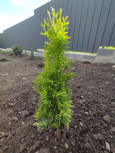 The image shows a young, vibrant green conifer tree planted in dark, loamy soil. The tree is positioned slightly off-center to the right, with its foliage reaching upwards. Behind the tree, a dark gray metal fence runs horizontally across the frame, with concrete blocks visible at its base. The ground is uneven and appears to be recently tilled or prepared for gardening, with scattered stones and some sparse blades of grass. In the background, other smaller shrubs and plants are visible, as well as a section of blue sky with some scattered clouds. The scene suggests a residential yard or a newly landscaped area in Velykyi Zhytyn, Ukraine.
