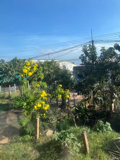 The image depicts an outdoor scene in Thôn 9, Vietnam, under a bright, clear blue sky with minimal scattered clouds. Multiple overhead utility wires traverse the upper mid-ground. The foreground and mid-ground are densely vegetated, featuring green foliage, shrubs, and grass. A prominent shrub with numerous clusters of vibrant yellow flowers is situated left of center. Other trees and plants, including a dark-leaved tree on the far right, fill the landscape. A metal fence runs horizontally through the mid-ground, separating areas of vegetation. In the background, residential and possibly commercial structures are visible. On the left, beyond the fence, items of clothing are seen hanging on a line. In the center-left background, a large, light-colored building with a green roof trim is present. To its right, a residential-style building with a reddish-brown tiled roof and light-colored walls is visible. A utility pole with a vertical metal extension stands on the right side of the frame, supporting power lines. Two weathered, light-colored concrete or wooden posts are visible in the immediate lower foreground. No individuals or specific actions are depicted.