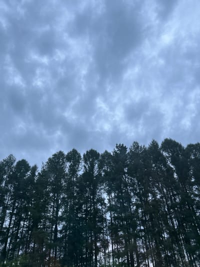 The image depicts a dense line of tall, dark green pine trees silhouetted against a cloudy, overcast sky. The trees form a uniform horizontal band across the bottom portion of the frame. The sky is a pale gray with textured clouds, suggesting a dim or twilight lighting condition. There are no people, structures, or other discernible objects visible in the image. The scene appears to be a natural landscape, likely a forest edge or a planted line of trees. The location is identified as Новая Казмаска, Russia.