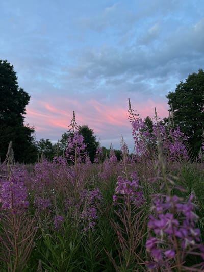 In a field of purple fireweed, under a sky streaked with pink and blue clouds, a dense stand of tall purple flowers dominates the foreground. The flowers are clustered on upright stems, with some in full bloom and others still in bud. Behind the fireweed, dark green trees form a dense line along the horizon. The light suggests dusk or dawn, with soft, diffused lighting. The location is specified as Tumilavichy rural council, Belarus. There are no people or animals visible in the image. The scene is a natural landscape, likely a meadow or field.