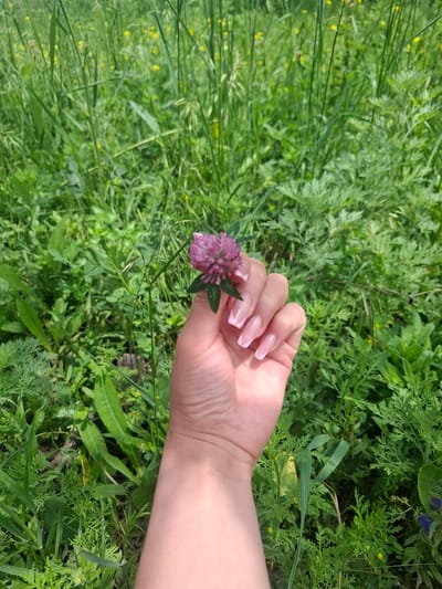 A close-up, vertical, outdoor shot shows a person's hand holding a single, small, pinkish-purple clover flower against a backdrop of lush green foliage and grass. The hand, with a fair complexion and long, almond-shaped, light pink French manicured nails, is positioned in the center-right of the frame. The clover flower is held between the thumb and forefinger, with a green stem and a few leaves visible. The background is a dense, slightly blurred panorama of various green plants, including tall blades of grass and smaller, feathery leaves, with a few small yellow flowers interspersed throughout. The scene appears to be set in a natural environment, likely a meadow or field, and could be located in Barskoon, Kyrgyzstan.