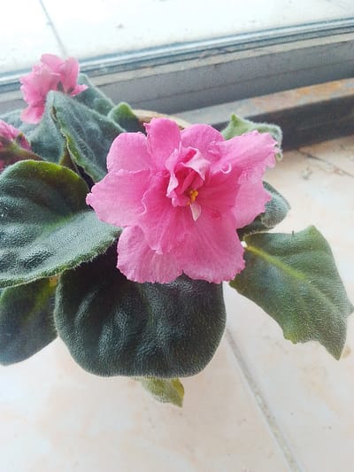 The image shows a close-up of a pink African violet plant with fuzzy green leaves, placed on a tiled surface near a window. The main subject is a vibrant pink flower with delicate, ruffled petals, which is the most prominent feature in the frame. Surrounding the flower are several large, dark green leaves, also covered in fine hairs, typical of African violets. The plant appears to be in a pot, although the pot itself is largely obscured by the foliage.
In the background, a window sill is visible, with a view of what seems to be an outdoor scene beyond the glass, suggesting a daytime setting. The light suggests it might be daytime. The tiled surface is neutral in color, possibly beige or light gray, and appears to be indoors. The overall impression is a still life of a flowering houseplant, focusing on the intricate details of the bloom and its foliage. There is no visible text in the image. The context of Сарыкөл, Kazakhstan, is provided but not visually discernible from the image itself.