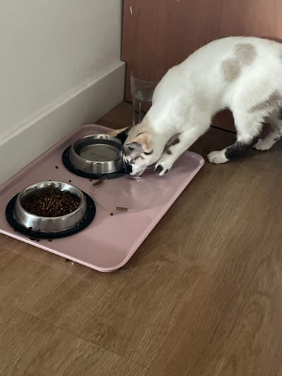 A calico cat with white, brown, and black markings is positioned on a pink tray, interacting with two stainless steel bowls. One bowl contains kibble, while the other appears to be empty or contains liquid. The cat is leaning forward, with its head lowered towards the empty bowl, possibly drinking or investigating. Scattered kibble is visible on the tray and the surrounding wooden floor. A glass is partially visible in the background. The scene is indoors, with a white wall and baseboard to the left and a wooden doorframe to the right. The overall impression is a domestic setting. There is no indication of the location being in Mijas, Spain.