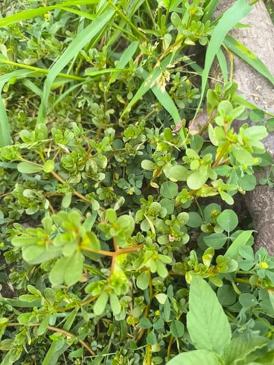 The image is a close-up, high-angle shot of a patch of common purslane (Portulaca oleracea) growing among blades of grass and a textured, greyish-brown object, possibly a stone or decaying wood. The purslane has small, oval, green leaves and some developing yellow flowers. The stems are reddish-brown and spread low to the ground. The background is a blur of green foliage and hints of dry, lighter-colored grass stalks. The scene appears to be outdoors in a natural or semi-natural setting, likely a garden, park, or roadside. There are no people or animals visible in the image. The lighting suggests it might be daytime, with the sun filtering through the leaves, creating some highlights and shadows. The overall impression is one of abundant, low-growing ground cover.