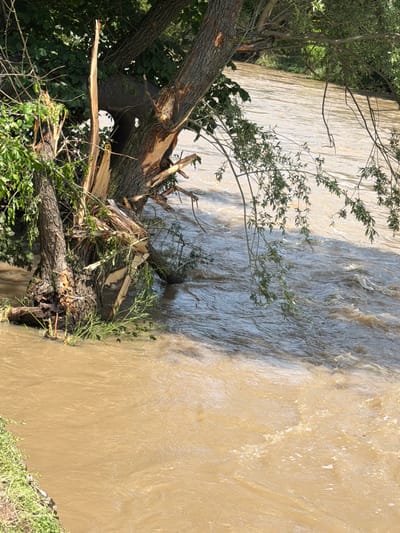 The image depicts a flooded river in Umarevtsi, Bulgaria. A fallen tree with broken branches lies partially submerged in the muddy water. The river's flow is turbulent, suggesting a significant volume and speed of water. Vegetation is visible along the riverbanks. The water level appears high, reaching near or over the usual riverbank.