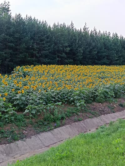 The image shows a field of sunflowers in Nizhnii Takanysh, Russia. The sunflowers are in full bloom and fill the frame, with a dense forest of pine trees in the background. In the foreground, there is a drainage ditch with grass growing on its sides. The sky is overcast and a light gray. There are no people or animals visible in the image. The scene appears to be a rural landscape in the countryside.
