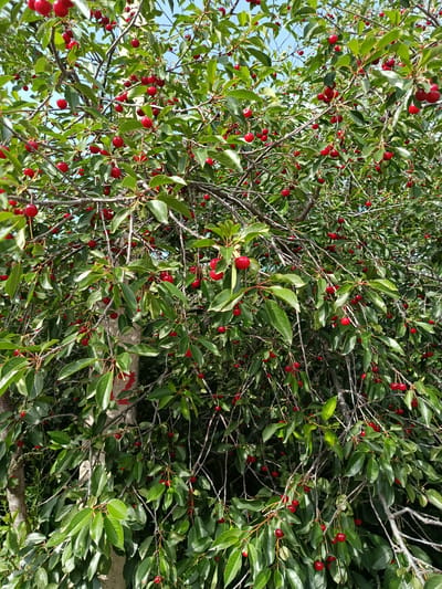 This is a vertical, medium shot photograph of a cherry tree laden with ripe red cherries. The tree is dense with green leaves and numerous branches, creating a layered effect. The cherries are scattered throughout the branches, some in clusters and others individually. The background is a bright, clear blue sky, indicating a sunny day. The photograph appears to have been taken outdoors. The location is Karakol, Kyrgyzstan.