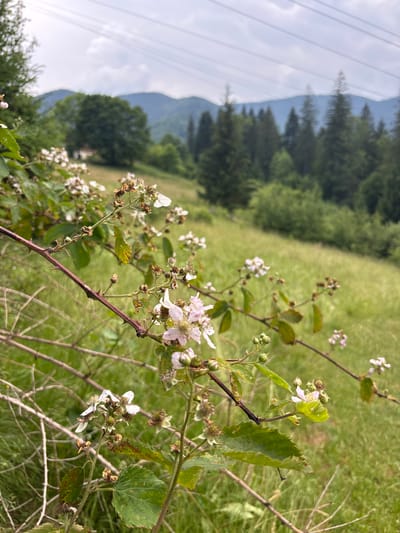 This media file depicts a close-up view of blackberry brambles with small white and pink flowers and developing fruit. The foreground is dominated by the thorny branches and delicate blossoms, some of which appear dried or past their prime, suggesting a late spring or early summer season. The background is a blur of green, indicating a meadow or grassy field, and further back, a line of dark green coniferous trees rises against a pale, cloudy sky. In the far distance, the hazy outlines of mountains are visible. To the left of the frame, a series of power lines stretch across the sky, providing a subtle human-made element to the natural landscape. The overall impression is one of rural tranquility and the wild beauty of nature. The image is oriented vertically, with the sky and mountains appearing on the left side. There is no visible text in the media file. The setting appears to be outdoors, likely in a mountainous region, given the presence of trees and hills. The light suggests it could be daytime, possibly overcast or nearing dusk, due to the soft illumination and diffused light.