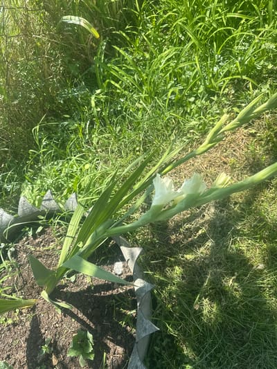 In the city of Savane, Georgia, a close-up, high-angle shot captures a single gladiolus plant with two white blooms emerging from its stem. The plant is situated in dark soil, partially enclosed by a textured, grey decorative border with pointed edges. Lush green grass and other vegetation form the backdrop of the scene, bathed in natural sunlight that casts distinct shadows. The image appears to be taken outdoors in a garden setting.