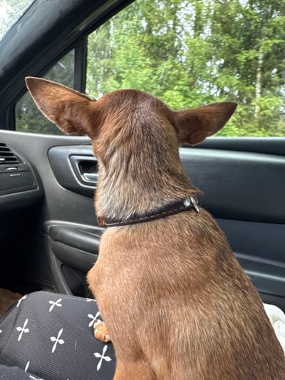 A medium shot captures the back of a small, tan dog with large ears sitting in the passenger seat of a car, looking out the open window. The dog wears a dark brown collar. The interior of the car, including the door panel with a handle and air vent, is visible. Outside the window, lush green trees form a dense backdrop, suggesting a rural or wooded setting. The dog's paws rest on the lap of an unseen person wearing black pants with a white cross pattern. The scene appears to be a warm, overcast day. No specific location within Kharlanovo, Russia, is identifiable from the visual information provided.