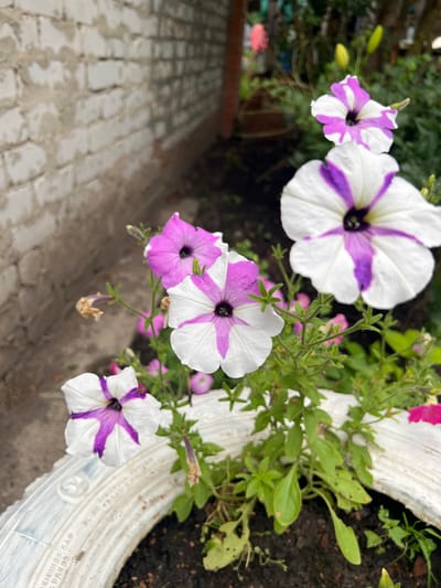In Нестюково, Russia, a close-up shot captures a planter containing several blooming petunia flowers. The petunias display a striking pattern of white petals with vibrant purple stripes radiating from the center. Some flowers are fully open, showcasing their trumpet-like shape and dark centers, while others are in various stages of bloom. The planter itself appears to be a repurposed white tire. In the background, a textured brick wall and lush green foliage suggest an outdoor setting, possibly a garden or yard. The overall scene is one of natural beauty, with the vibrant flowers providing a focal point against the subdued backdrop.