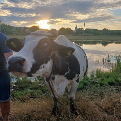 In Căzănești, Moldova, a black and white cow stands in a grassy field near a body of water. The cow is facing the camera with its head tilted slightly. In the background, the sun is setting, casting a warm glow over the scene. A blue-domed church is visible in the distance, nestled among trees. The sky is filled with dramatic clouds, some illuminated by the setting sun. A person, partially visible on the left, is standing near the cow. The environment appears rural and tranquil, with the water reflecting the sky and surrounding landscape.
