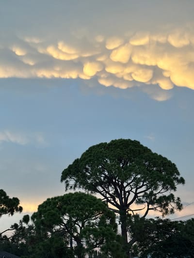 A dramatic sky with mammatus clouds, illuminated by the setting sun, dominates the upper portion of the image. These bulbous clouds hang in a textured, golden-yellow mass against a pale blue sky. Below the clouds, silhouetted evergreen trees, likely pine trees, fill the lower half of the frame. The trees are dense and dark green, with intricate branches visible against the sky. A faint glow of sunset is visible on the horizon behind the trees to the right of the image. The scene appears to be set in a suburban or semi-rural environment, consistent with South Venice, Florida, United States of America, a coastal community known for its lush vegetation and picturesque sunsets. There are no people or animals visible in the image. The overall impression is one of natural beauty and atmospheric phenomena.