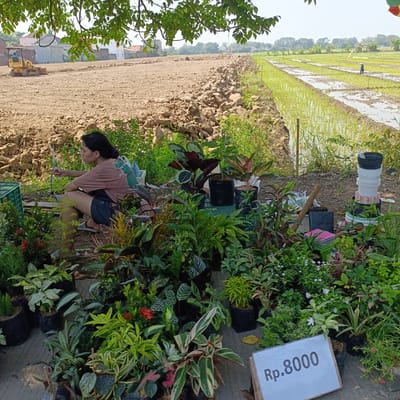 The image shows a roadside plant stall in Kebondalem, Indonesia. A young woman is squatting in the foreground, examining some of the plants. She is wearing a pink t-shirt and dark shorts. Behind her, rows of potted plants are displayed on crates. In the background, a bulldozer is leveling a large dirt field, and beyond that, a lush green rice paddy is visible with a person tending to it. The scene suggests a developing area where agriculture meets new construction. The overall environment is outdoors, with a clear sky and natural lighting.