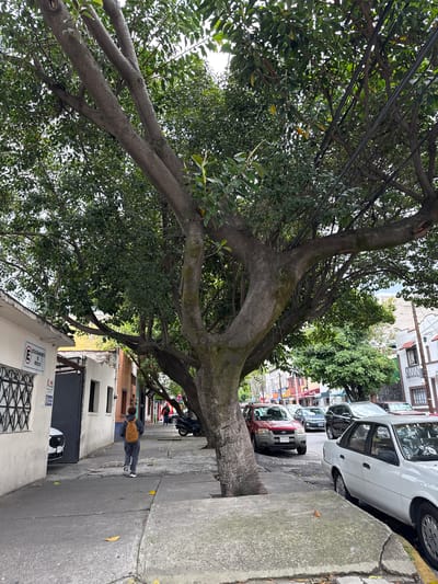 The image depicts a street scene in Tizapan, Mexico, with a prominent tree on the left side of the frame. The tree's large trunk splits into multiple branches that extend across the sidewalk and into the street, obscuring a portion of the sky and overhead wires. A sidewalk runs along the left side of the street, adjacent to a building with white and light pink walls. A sign on the building reads "ESTACIONAMIENTO DE MEDICOS" with a circular "E" symbol. A white car is partially visible entering a garage or driveway on the left. A person wearing a gray hooded sweatshirt and pants, with a brown backpack, walks away from the camera down the sidewalk. Further down the sidewalk, other people are visible in the distance. Several cars are parked on the right side of the street, including a white sedan, a red SUV, and a dark-colored SUV. Buildings with awnings and windows line the right side of the street, with some displaying signs. The sky is overcast.
