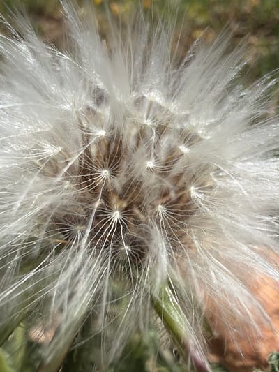 A macro photograph presents a detailed, close-up view of a spherical, white seed head, characteristic of a dandelion or a similar composite flower. The subject is densely packed with numerous delicate, translucent white bristles, known as pappus, which are the feathery structures attached to individual seeds. These fine filaments radiate outwards from central points, forming intricate, star-like patterns where they connect to the underlying seeds.

Bright natural light illuminates the seed head, creating shimmering highlights and subtle shadows that emphasize the ethereal and fragile quality of the bristles. Hints of the seed head's core, possibly the receptacle or the bases of the seeds, are visible as textured brown areas beneath the white fluff. The background is softly blurred, showing indistinct patches of greens and earthy tones, indicative of an outdoor, natural setting. A portion of a green stem or foliage can be seen emerging on the right side of the frame.

No specific activity is taking place; the image is a static observation of the plant in its seed dispersal stage. The lighting suggests it is daytime. The intact nature of the delicate seed head implies calm weather. There are no specific location cues visible within the macro shot itself, beyond the general natural environment of Pacs del Penedès, Spain. No visible text is present.