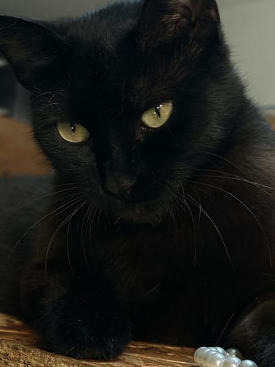 A close-up portrait features a black cat with striking yellow-green eyes, looking directly at the viewer. The cat's head is slightly tilted, and its expression appears calm and curious. Its dense, dark fur is visible, along with numerous long, white whiskers that fan out from its muzzle. The pupils of its eyes are vertical and show distinct reflections from an unseen light source.
To the right of the cat's face, a textured, light brown wooden surface is visible, likely a part of a cat tree or scratching post. Resting on or near this wooden object are several shiny, off-white, spherical objects, resembling pearls, possibly part of a decoration or toy. The background is softly blurred, indicating an indoor setting with muted tones of gray and brown. The lighting is soft, highlighting the cat's features against its dark fur. No text is visible in the image. This media file was taken in Bartula, Montenegro.