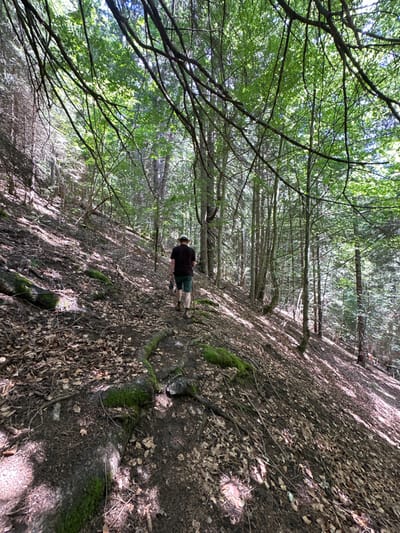 This image depicts a single individual walking uphill on a dirt path within a dense forest, located in Saint-Jean-d'Aulps, France. The scene is illuminated by dappled sunlight filtering through the overhead tree canopy, casting distinct shadows on the ground.
**Subject:** A person is observed from behind, positioned slightly to the right of the central axis, ascending the path. They are wearing a dark, short-sleeved shirt, light-colored shorts, and dark hiking boots. A light-colored hat is visible on their head. In their left hand, they are holding an unidentifiable dark object, possibly a small electronic device or camera. Their posture suggests active movement uphill.
**Environment:** The path is unpaved, composed of dark soil and extensively covered with dry brown leaf litter. Exposed tree roots, some covered with patches of vibrant green moss, crisscross the path and the surrounding ground. The terrain slopes steeply upwards from the foreground towards the background, with dense tree growth on both sides. The trees are tall with green foliage, indicating a healthy forest. The overall impression is that of a natural, untamed woodland trail on a bright day.