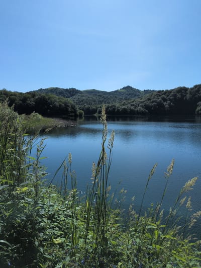 The image depicts a serene natural landscape, featuring a calm body of water reflecting the clear blue sky. Lush green vegetation, including tall grasses and various plants, occupies the foreground and edges of the water. In the background, rolling hills covered with dense trees form a picturesque backdrop. The scene is devoid of any human presence or activity. The location is identified as Toğanalı, Azerbaijan.