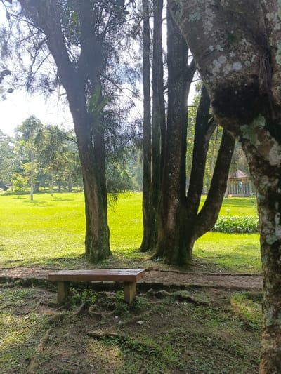 A tranquil park scene features a weathered wooden bench situated amidst a grove of tall trees. Sunlight filters through the canopy, illuminating a lush green lawn that stretches towards a distant gazebo. The foreground is a mixture of earthy soil, exposed tree roots, and scattered vegetation. The rough bark of a large tree trunk dominates the right edge of the frame.