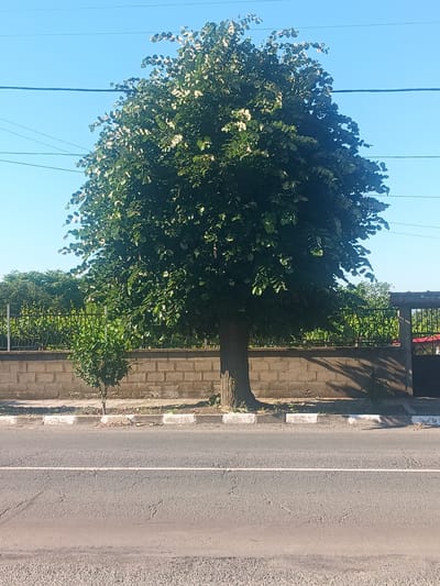 The image captures a street scene in Venets, Bulgaria, dominated by a large, leafy tree in the foreground. The tree, with its full canopy of green leaves, stands beside a grey brick wall and a metal fence. A smaller tree is positioned to the left of the larger one. Beyond the fence, lush green foliage is visible. A paved road with a white line runs across the bottom of the frame, separated from the sidewalk by a curb with white and grey markings. Power lines crisscross the clear blue sky above. The lighting suggests it is daytime.