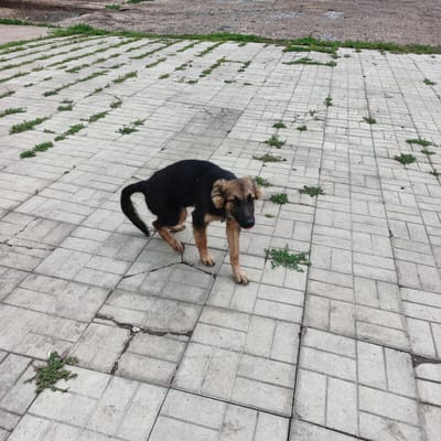 A medium-sized dog with black and tan fur stands on a cracked, grey concrete patio. The dog is facing the camera, with its head tilted slightly and its tongue sticking out. It has floppy ears and a bushy tail. The patio is made of rectangular concrete pavers, and weeds are growing in the cracks between them. In the background, there is a dirt path and some more weeds. The scene appears to be outdoors, possibly in a yard or park. The lighting suggests it is daytime, and the weather appears to be overcast. There is no visible text in the image. The dog's expression and posture suggest curiosity or mild amusement.
